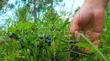 一个男人的手的特写片段，<strong>采摘</strong>美味的成熟野生<strong>蓝莓</strong>，白。